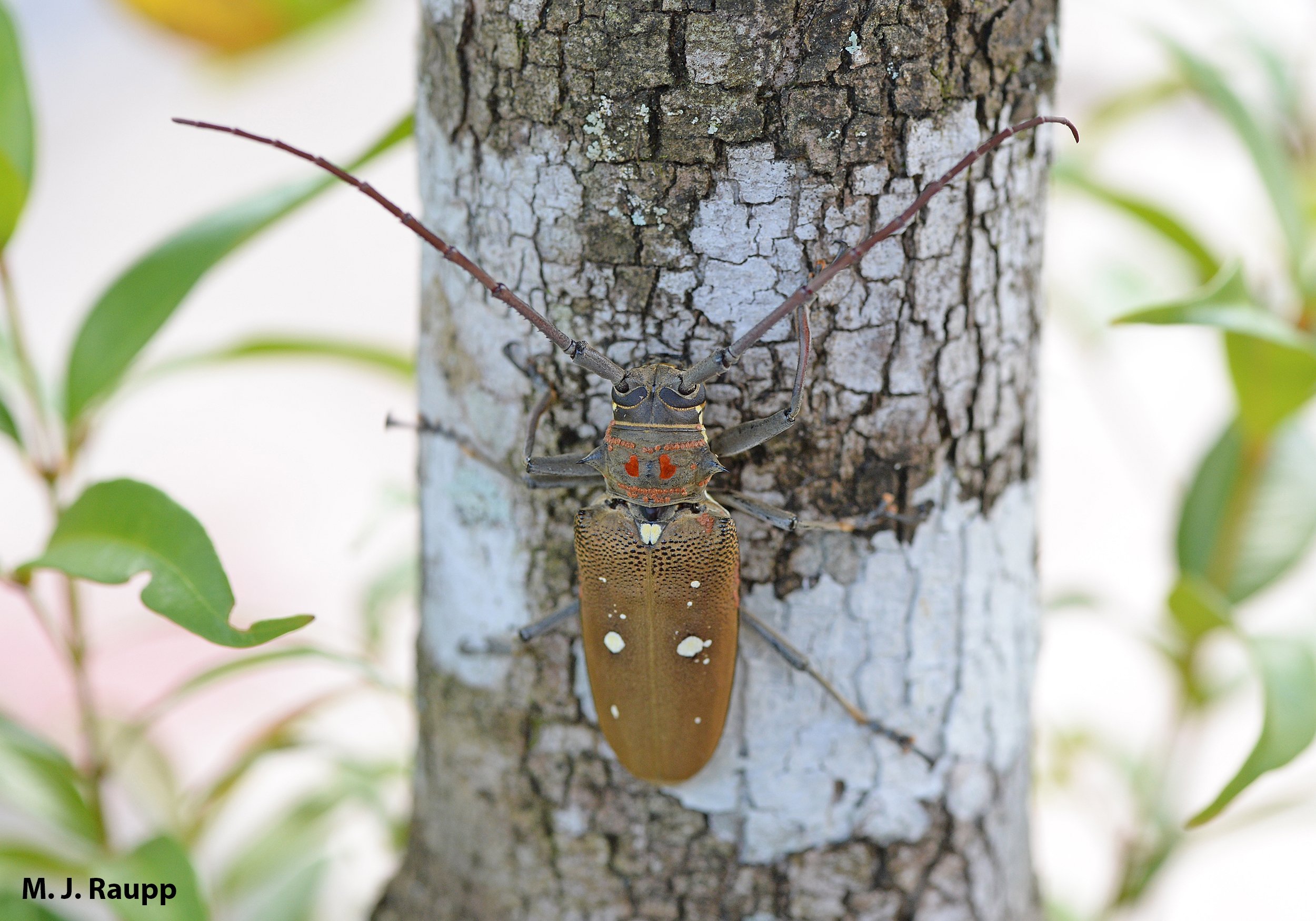 ベラドンナ Picking up good vibrations from big Bornean beetles: flat-faced